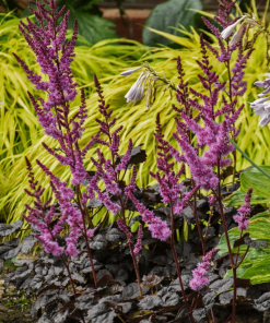 ASTILBE CHINENSIS ‘ DARK SIDE OF THE MOON’