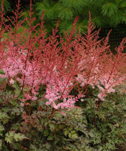 ASTILBE JAPONICA ‘DELFT LACE’