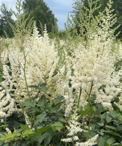 ASTILBE ARENDSII ‘DIAMANT’
