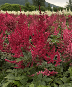 ASTILBE ARENDSII ‘GLUT’