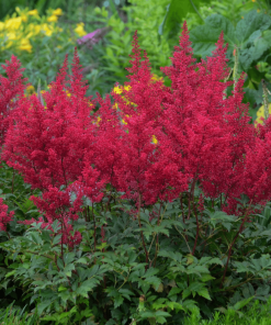 ASTILBE JAPONICA ‘RED SENTINEL’