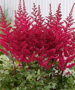 ASTILBE CHINENSIS ‘VOLCANO’