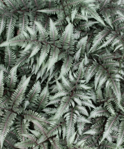 ATHYRIUM NIPONICUM ‘GODZILLA’