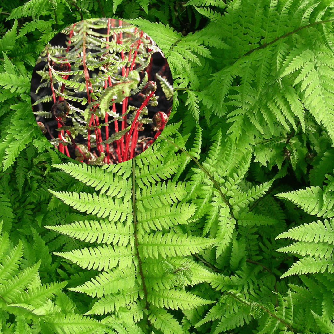 ATHYRIUM FILIX-FEMINA ‘LADY IN RED’