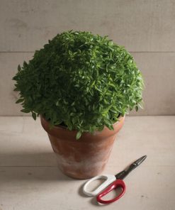 Basilic Le Petit buisson épicé