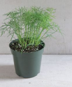 Aneth Le mini plant de Fernand