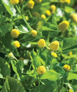 Spilanthes Les goutes Citronnée