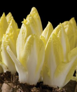 Endive Witloof -Totem