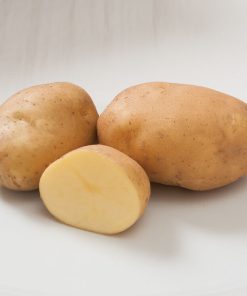 Pomme de terre Ilona