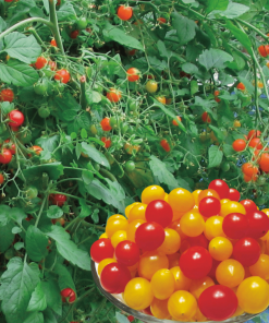 TOMATE CERISE ‘BONBON’
