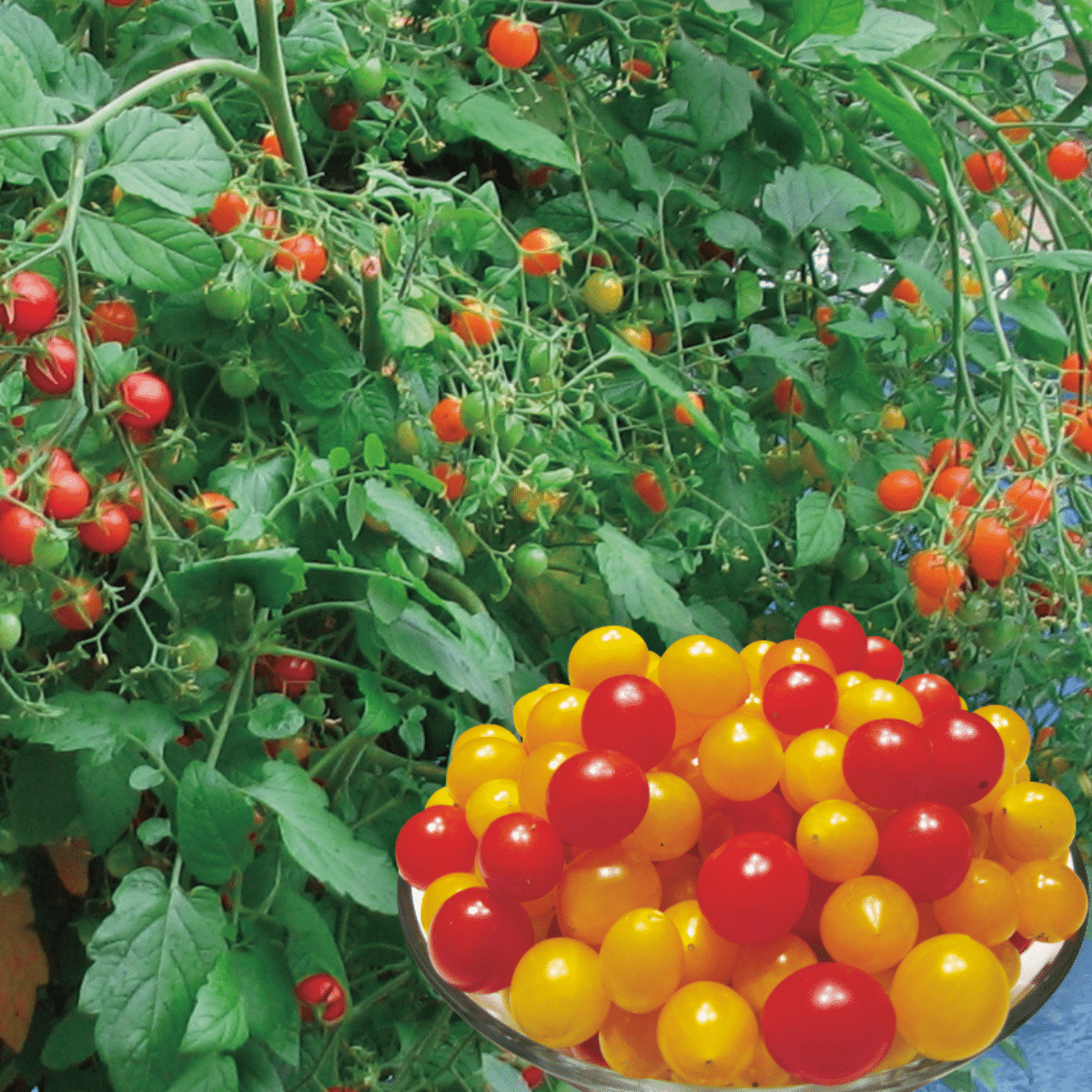 TOMATE CERISE ‘BONBON’