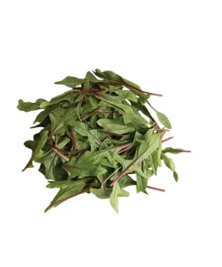 Épinard Le petit Vivaneau rouge