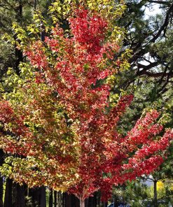 ACER X FREEMANII ‘MARMO’