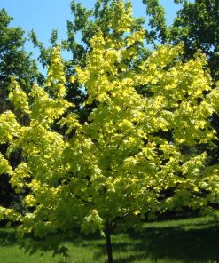 ACER PLATANOIDES ‘PRINCETON GOLD’