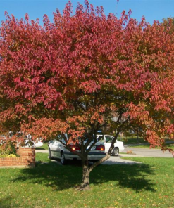 ACER GINNALA ‘FLAME’