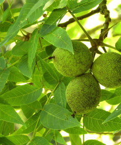 JUGLANS NIGRA