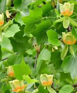 LIRIODENDRON TULIPIFERA ‘EMERALD CITY’