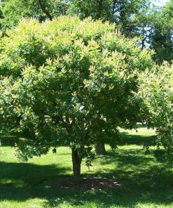 MAACKIA AMURENSIS ‘MAACNIFICIENT’