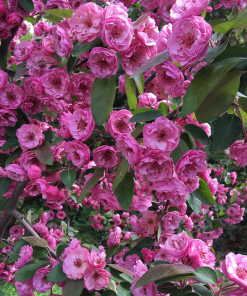 MALUS ‘BRANDYWINE’