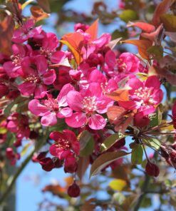 MALUS ‘COCCINELLA’