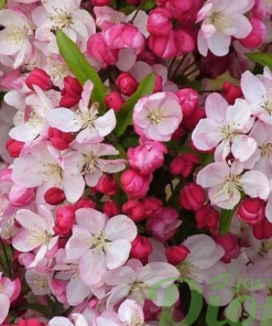 MALUS ‘CORALBURST’ (SUR TIGE)