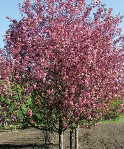 MALUS ‘COURAGEOUS’