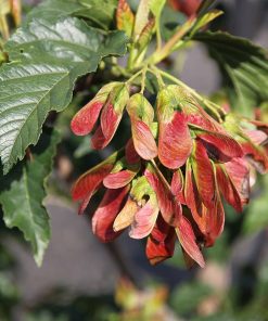ACER GINNALA ‘RUBY SLIPPERS’