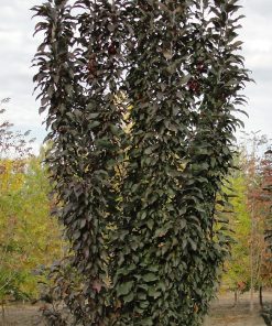 MALUS ‘EMERALD SPIRE’