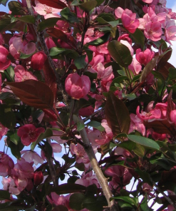 MALUS ‘GLADIATOR’