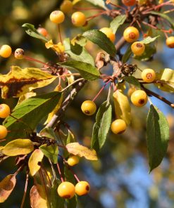 MALUS ‘GOLDEN RAINDROPS’