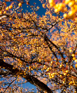 MALUS ‘HARVEST GOLD’