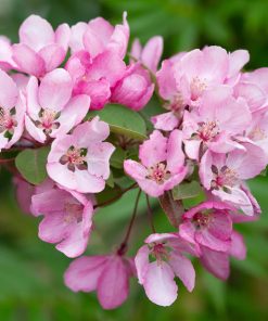 MALUS ‘INDIAN MAGIC’