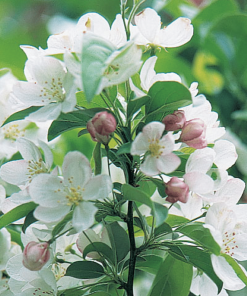 MALUS ‘SIR LANCELOT’ (SUR TIGE)