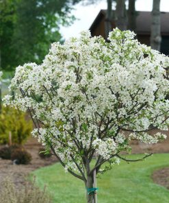 MALUS ‘LOLLIPOP’ (SUR TIGE)