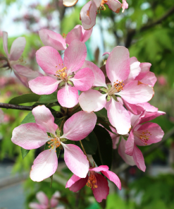 MALUS ‘MAKAMIK’