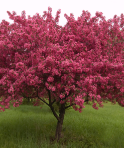 MALUS ‘PRAIRIE FIRE’