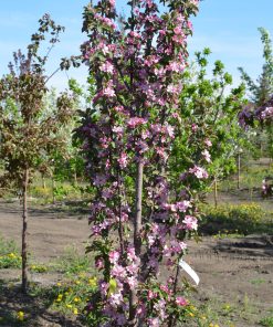 MALUS ‘PURPLE SPIRE’