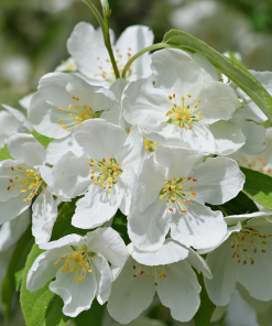 MALUS ‘ROYAL RAINDROPS’