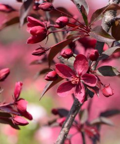 MALUS ‘ROYALTY’