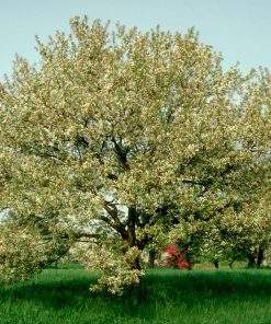 MALUS ‘SNOWDRIFT’
