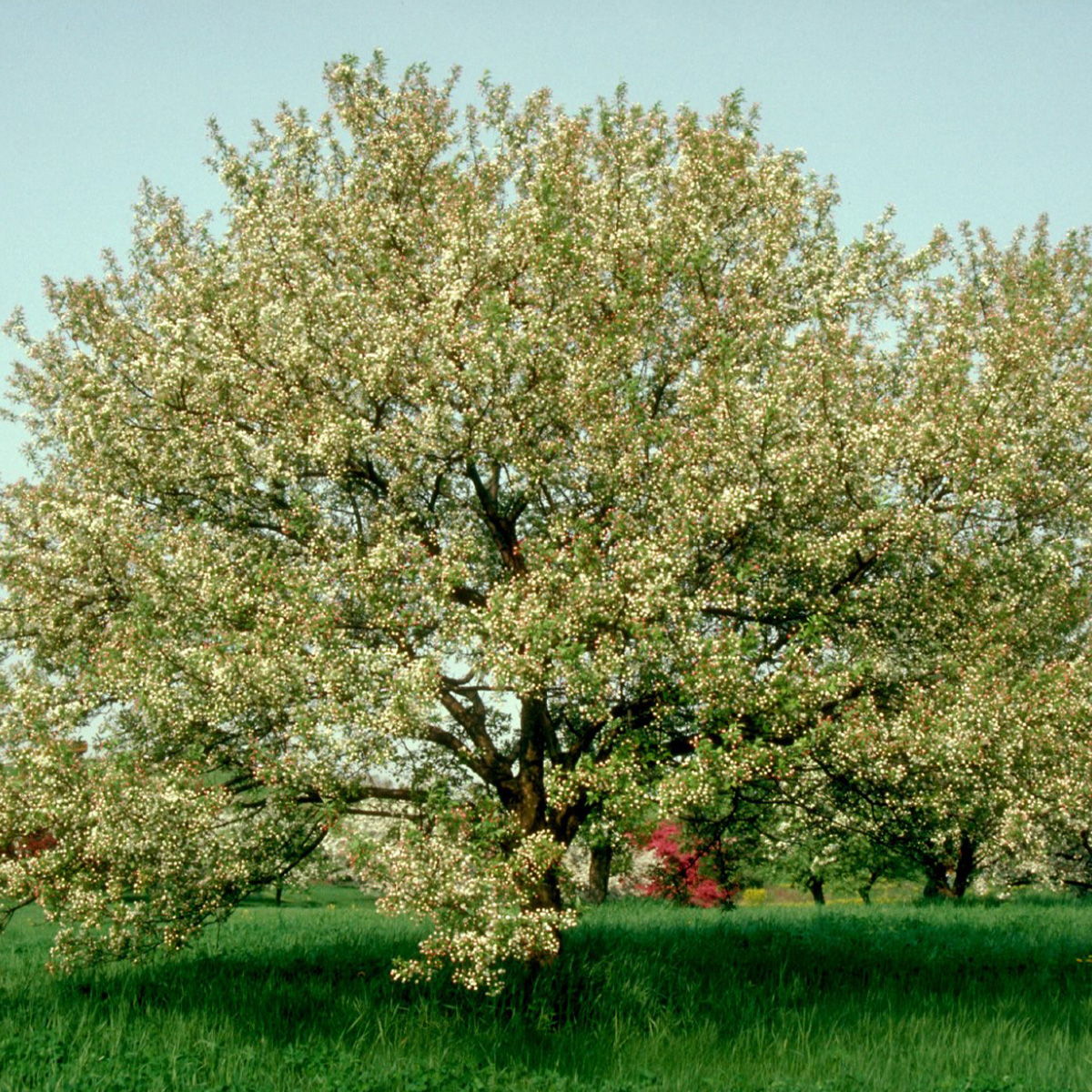 MALUS ‘SNOWDRIFT’ – Image 3