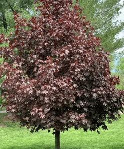 ACER PLATANOIDES ‘CRIMSON SENTRY’
