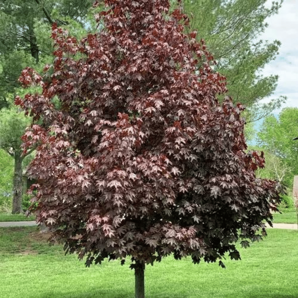 ACER PLATANOIDES ‘CRIMSON SENTRY’ – Image 4