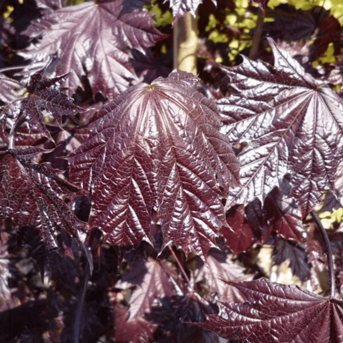 ACER PLATANOIDES ‘CRIMSON SENTRY’ – Image 3