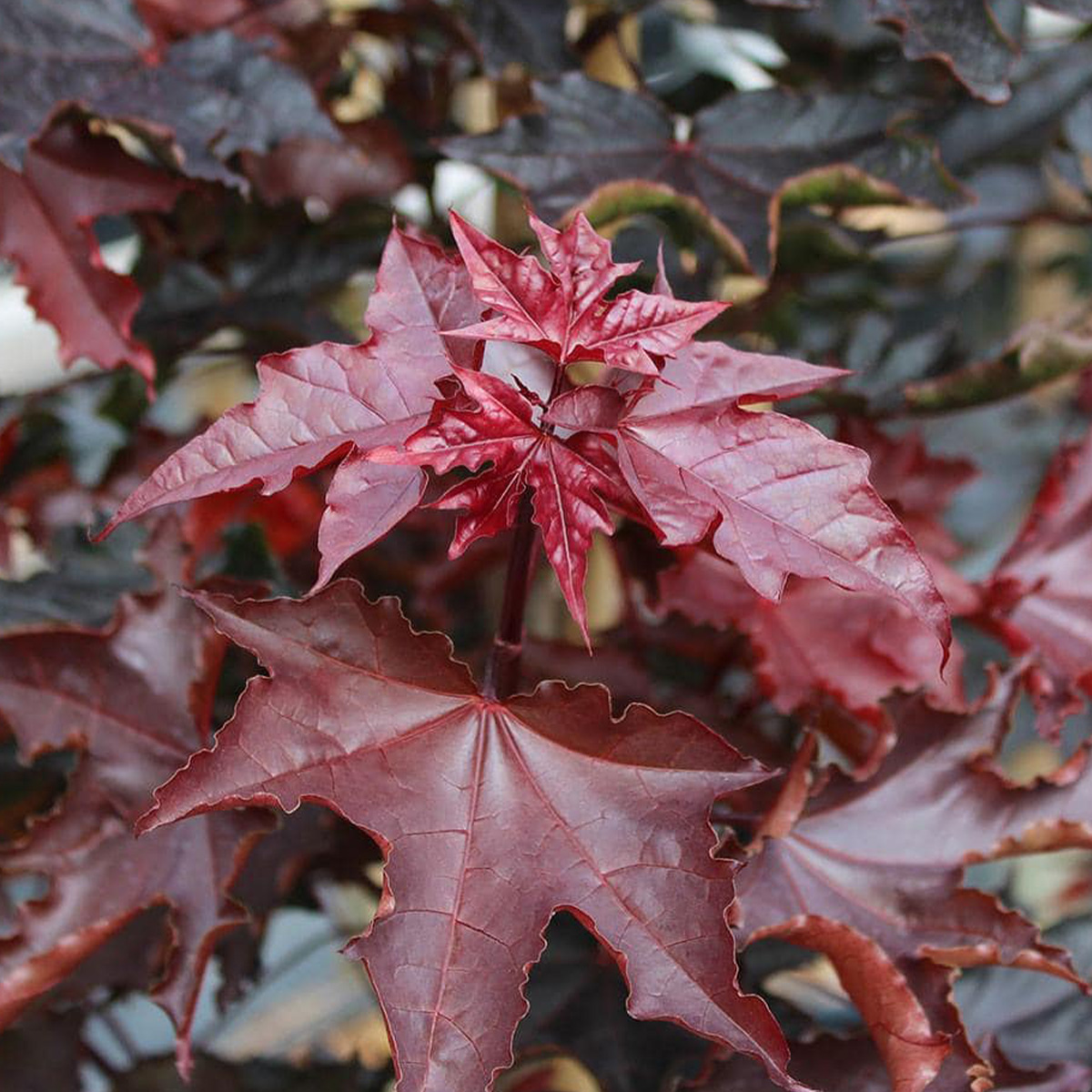 ACER PLATANOIDES ‘CRIMSON SENTRY’ – Image 2