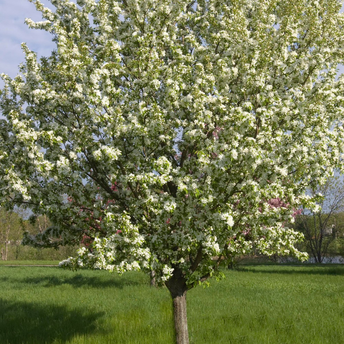 MALUS ‘SPRING SNOW’