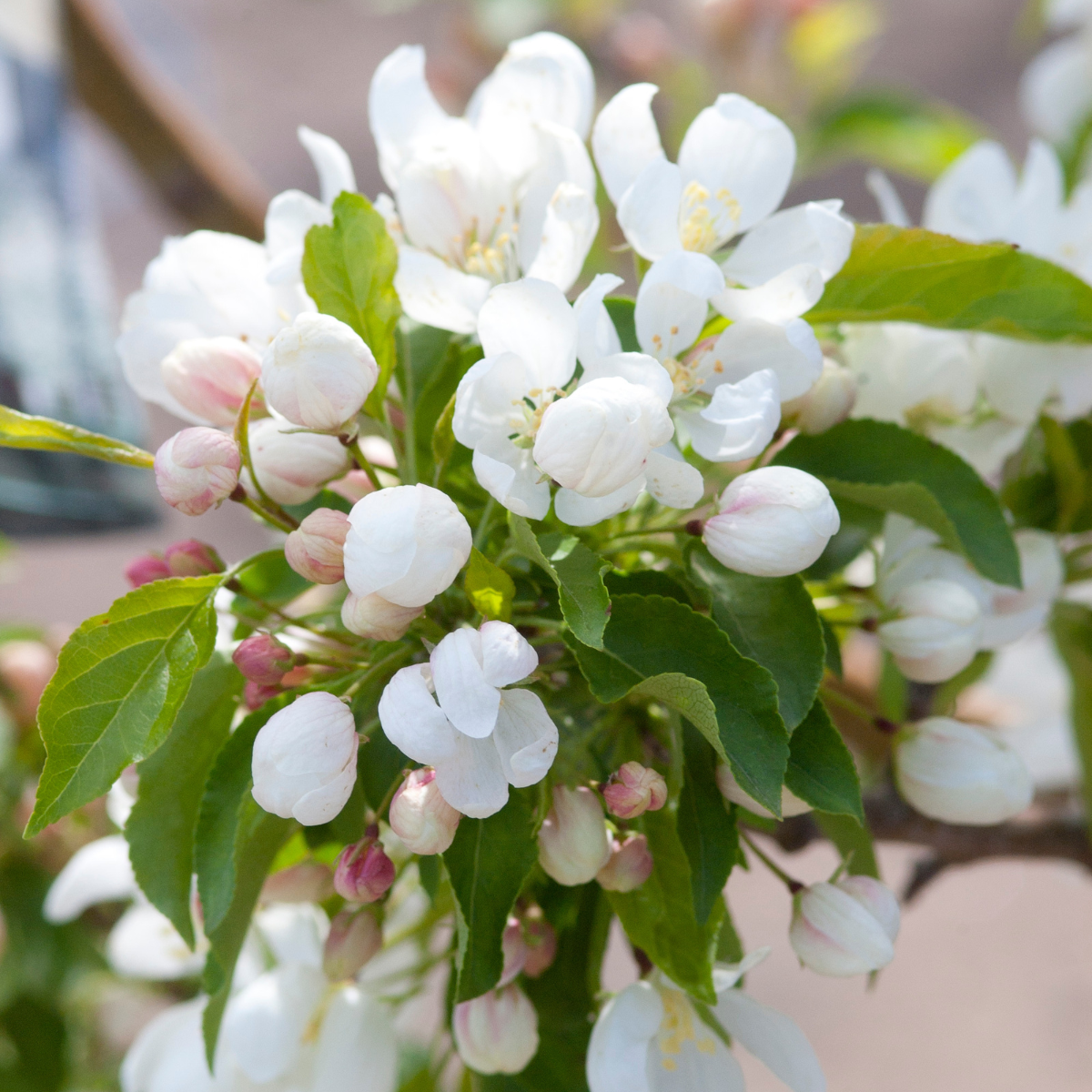 MALUS ‘SPRING SNOW’ – Image 2
