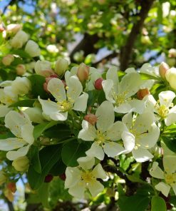 MALUS ‘SUGAR TYME’