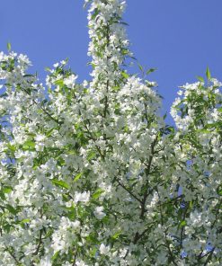MALUS ‘STARLITE’