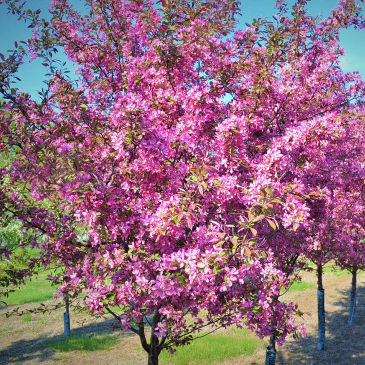 MALUS ‘VELVET PILLAR’
